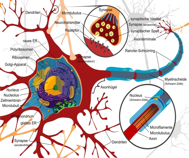 Details einer Nervenzelle.