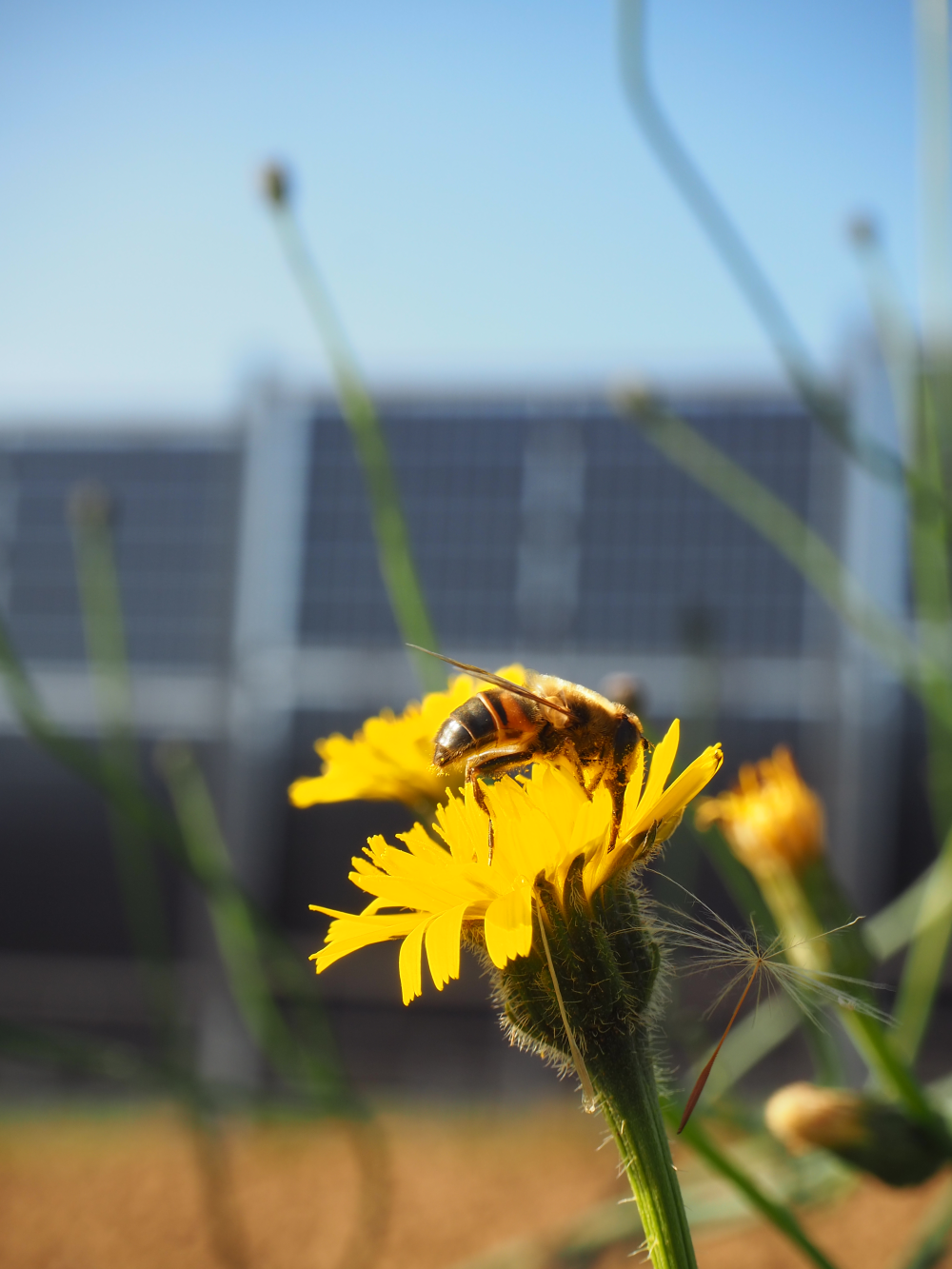 Hoverfly in front of vertical agrivoltaics plant in Wellingen (Merzig).