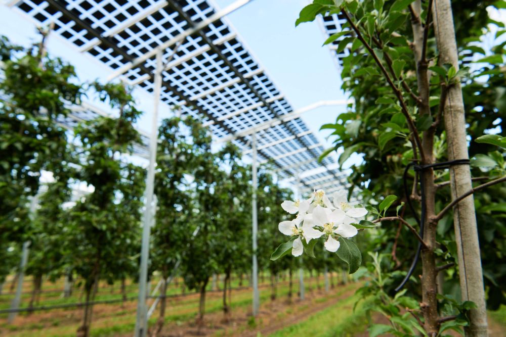 Am Standort Kressbronn wurde die Agri-PV-Anlage in eine bestehende Apfelanlage der Sorte Gala integriert.