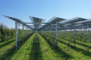 Agri-PV-Anlage über Äpfelbäumen. Wie es bald mehr von diesen Anlagen geben könnte, untersucht das Projekt SynAgri über die nächsten drei Jahre.