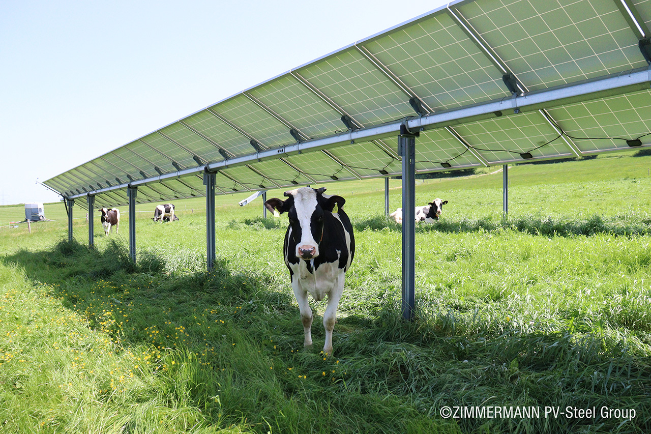 Agri-PV mit Weidehaltung