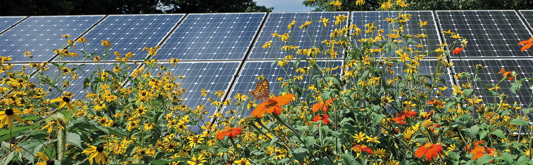 Biodiversität in PV-Anlagen