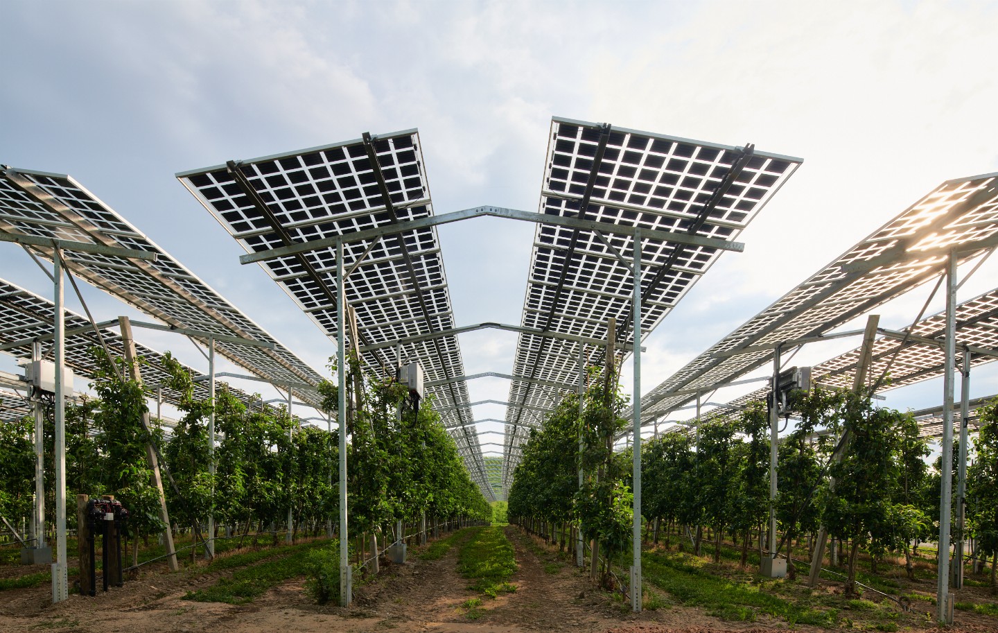 AgriPhotovoltaik bessere Chancen für kleinere Anlagen und hoch