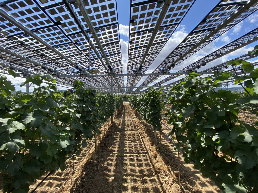 Agrivoltaics in viticulture in Geisenheim.