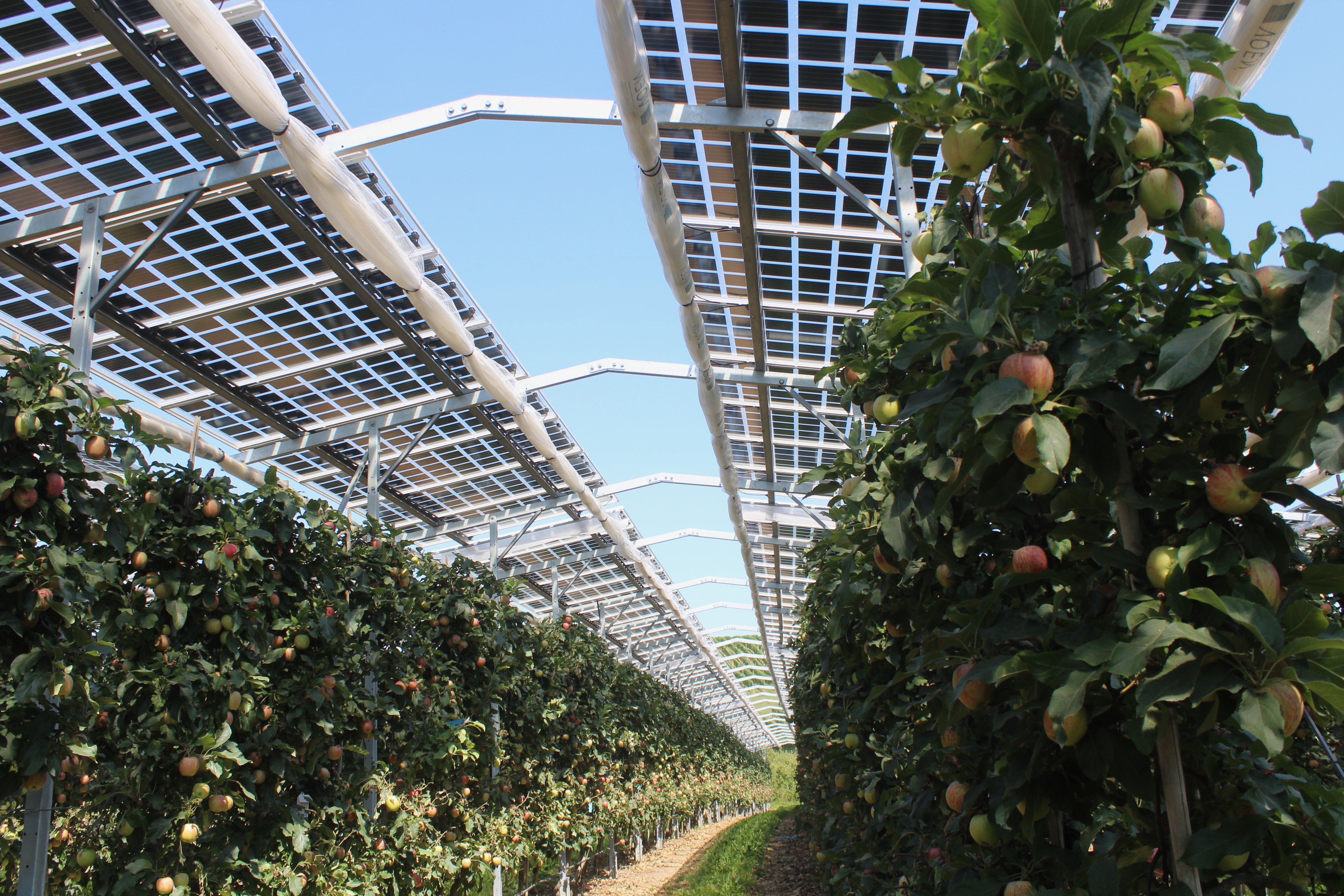 The Agrivoltaics BW model region: PV electricity with pome and soft fruit.