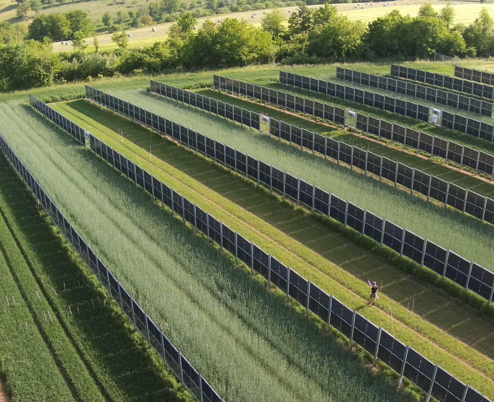 Vertical agrivoltaics in agriculture.