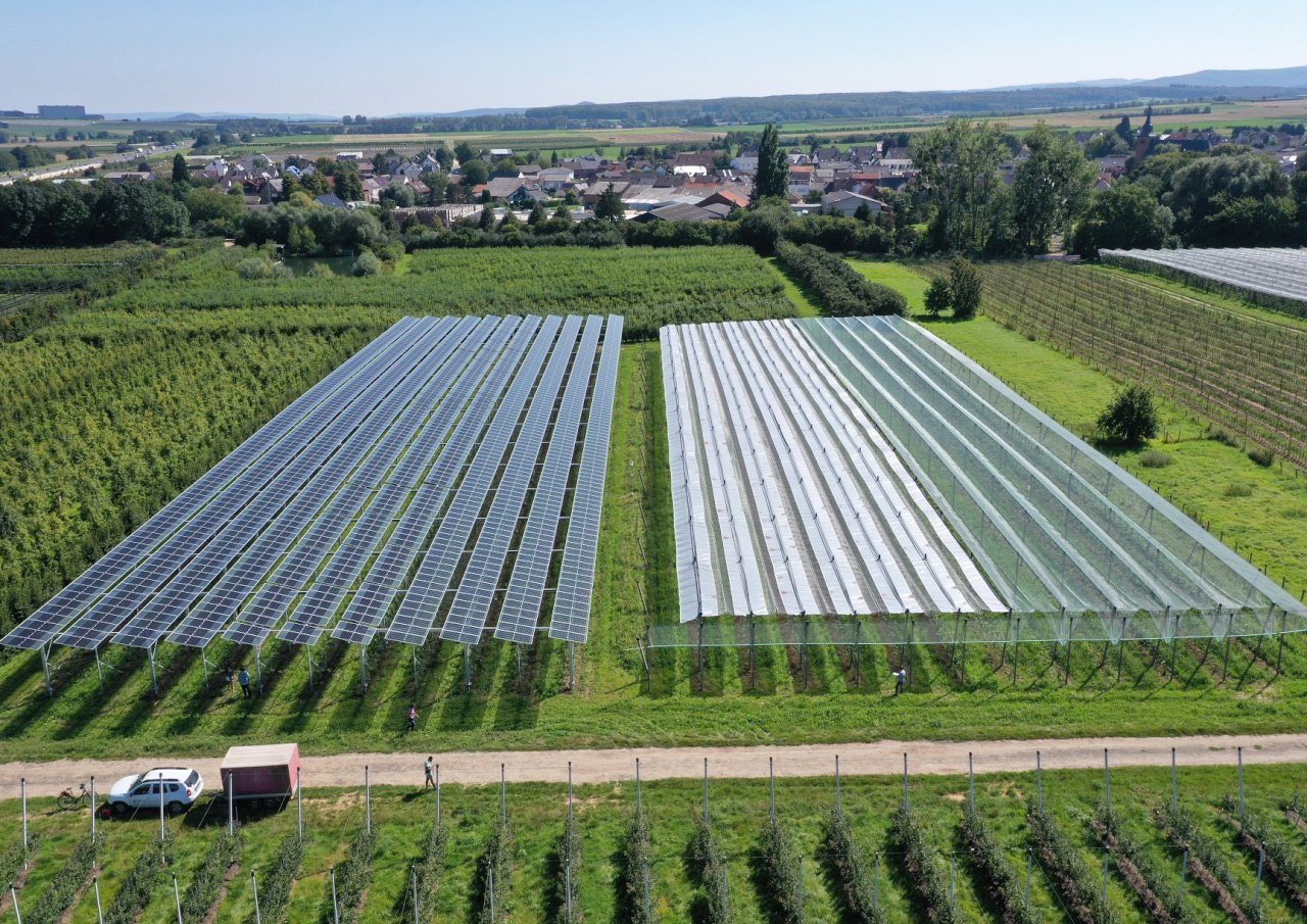 Agri-PV-Anlage über Apfelbäumen im Rheinland
