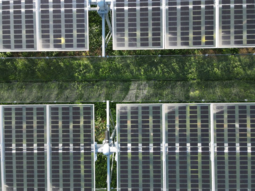 Agrivoltaics at the Kompetenzzentrum Obstbau Bodensee (KOB), in Bavendorf.