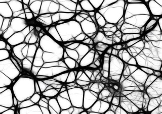 human neural network