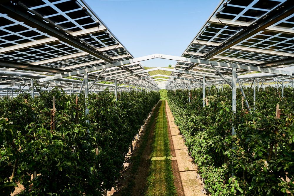 Semi-transparente PV-Module ermöglichen eine ausreichende Lichtmenge für die Bäume.