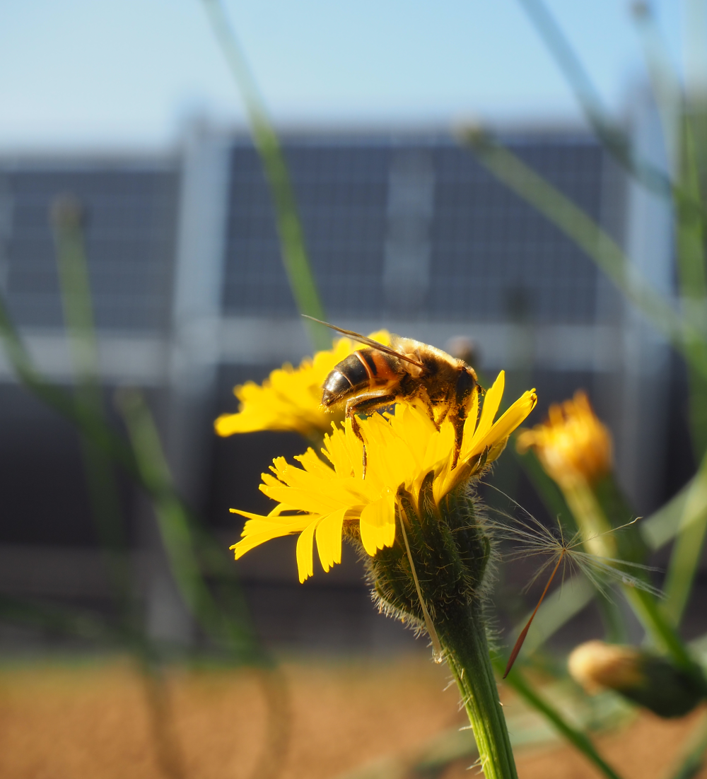 Hoverfly in front of vertical agrivoltaics plant in Wellingen (Merzig).