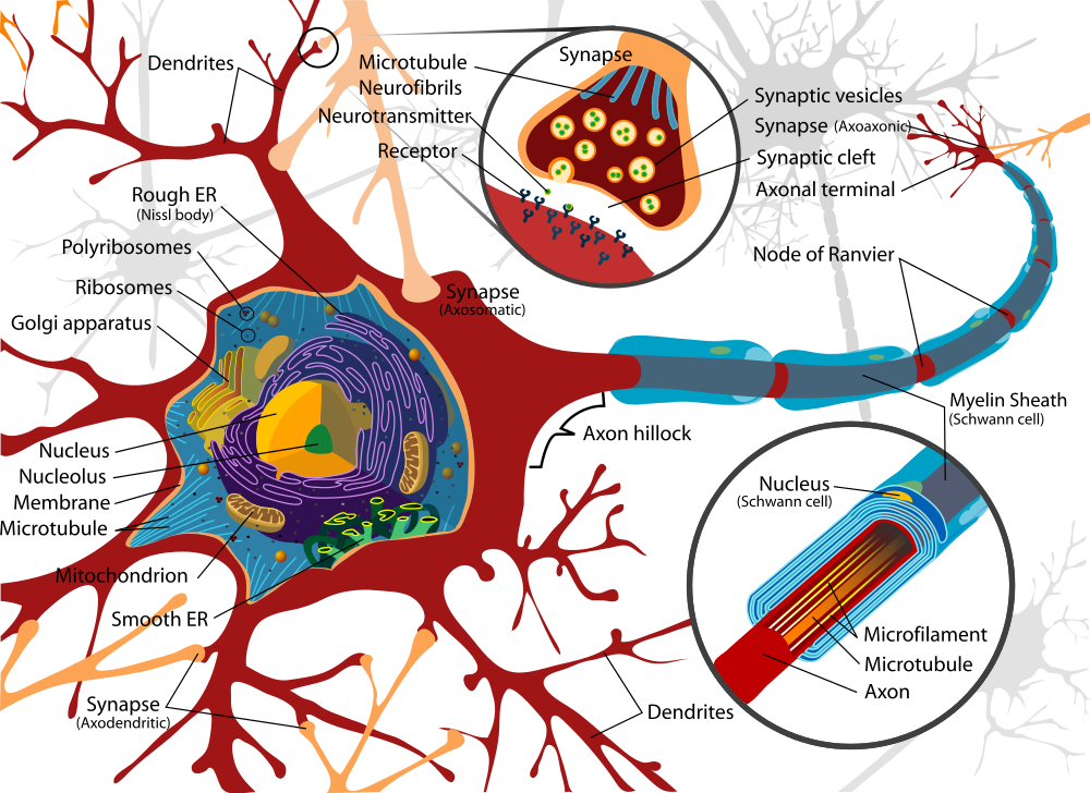 Details of a neuron (nerve cell).