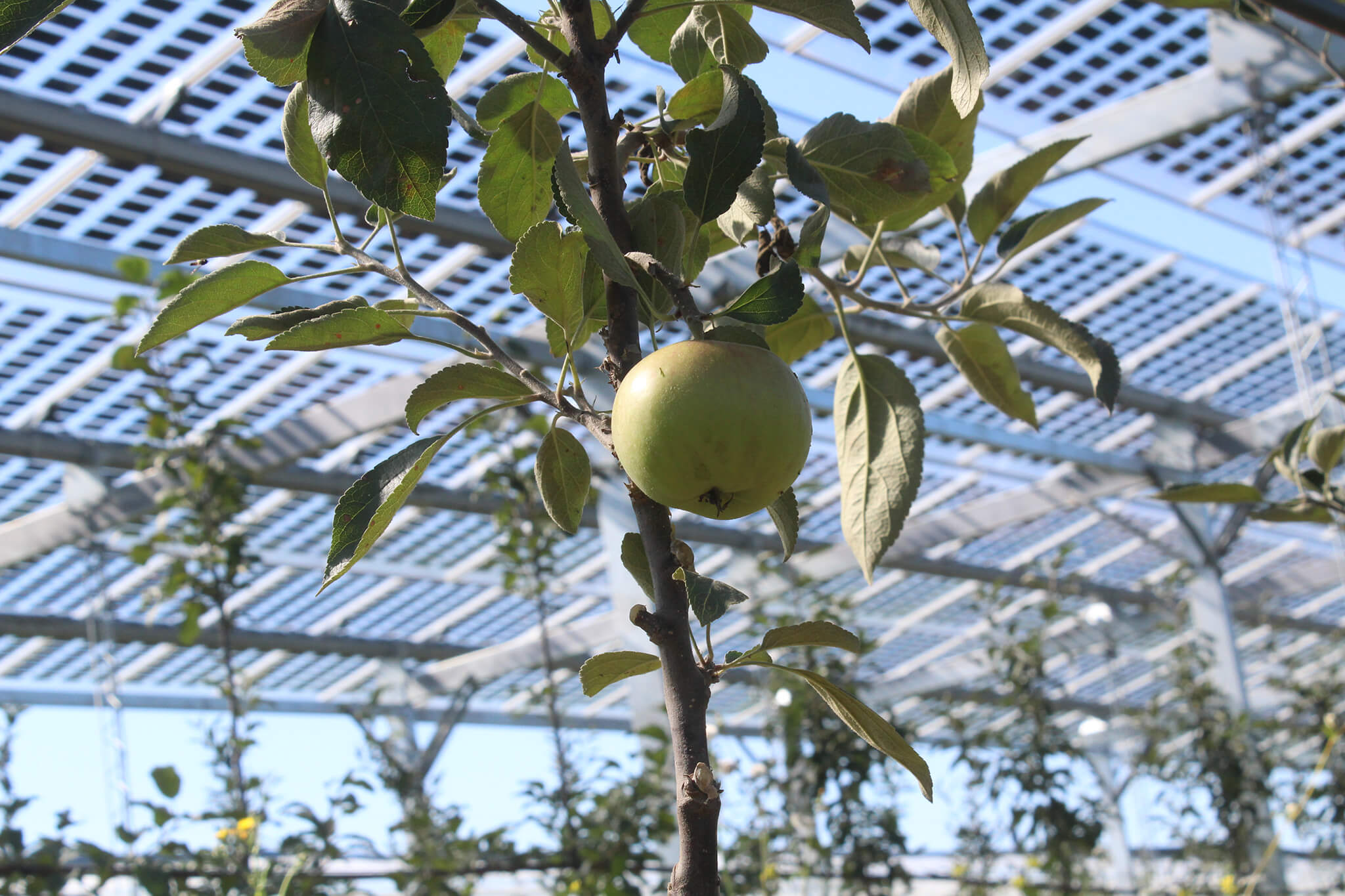 Agrivoltaic systems protect apples from harmful environmental influences