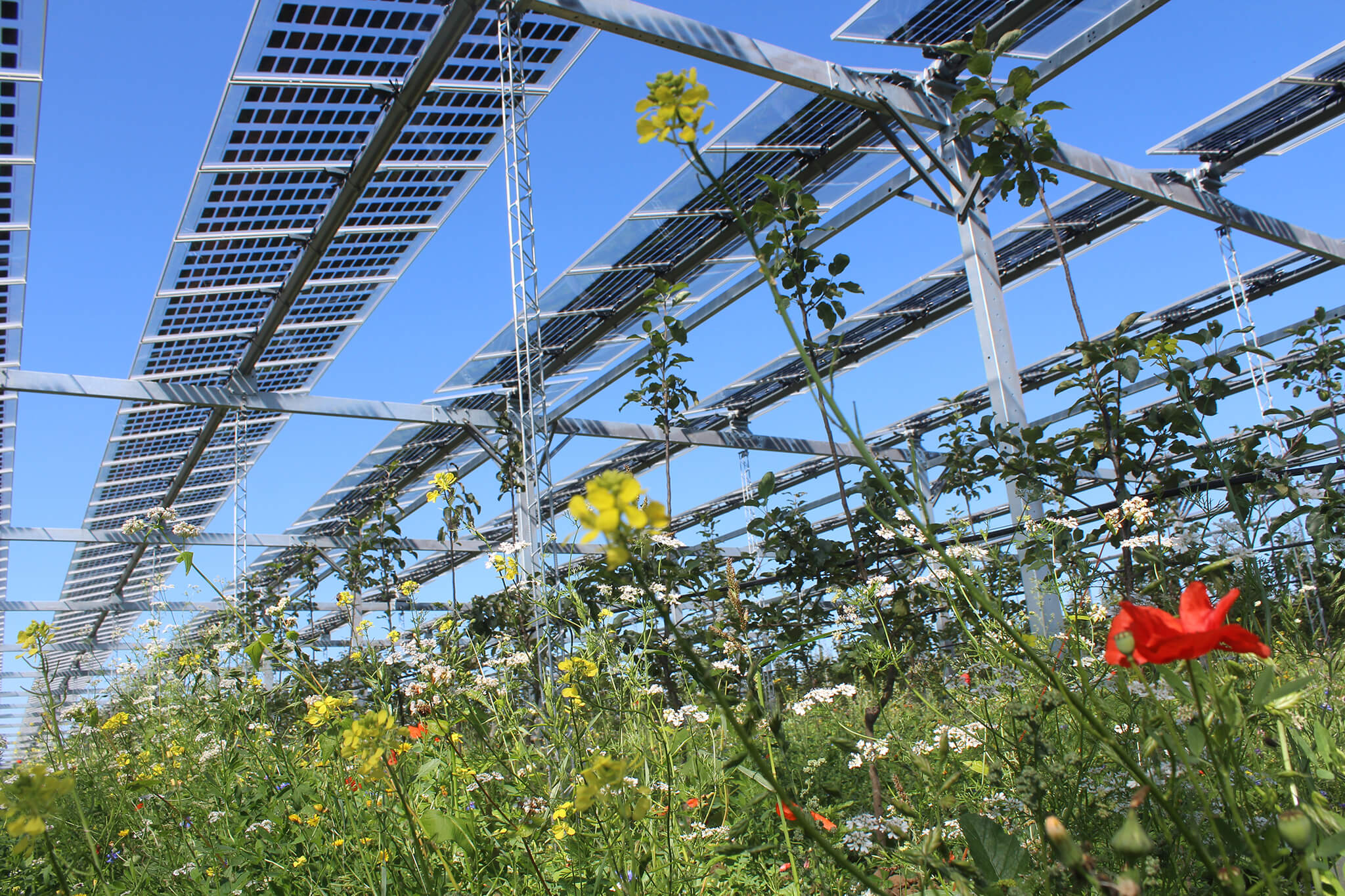 Hail protection nets in orcharding become redundant with an agrivoltaic system