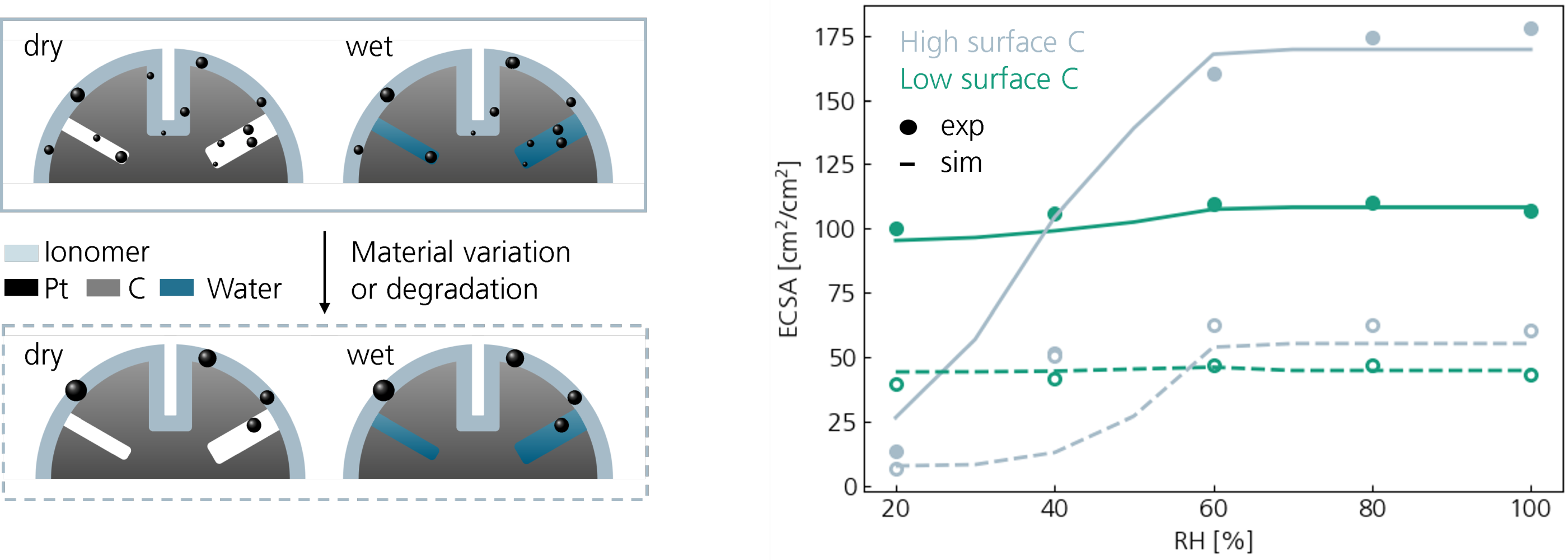 Measurement/Simulation of the electrochemically active surface area (ECSA) at varying relative humidity (RH) for carbon supports with different surface area.