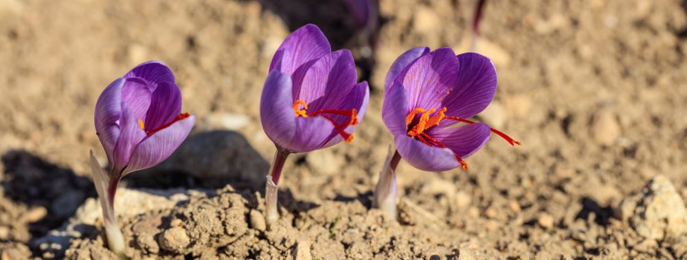 Saffron flowers on a farm in Iran
