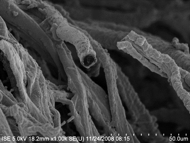 HighVolEpi - Raster electron microscope image