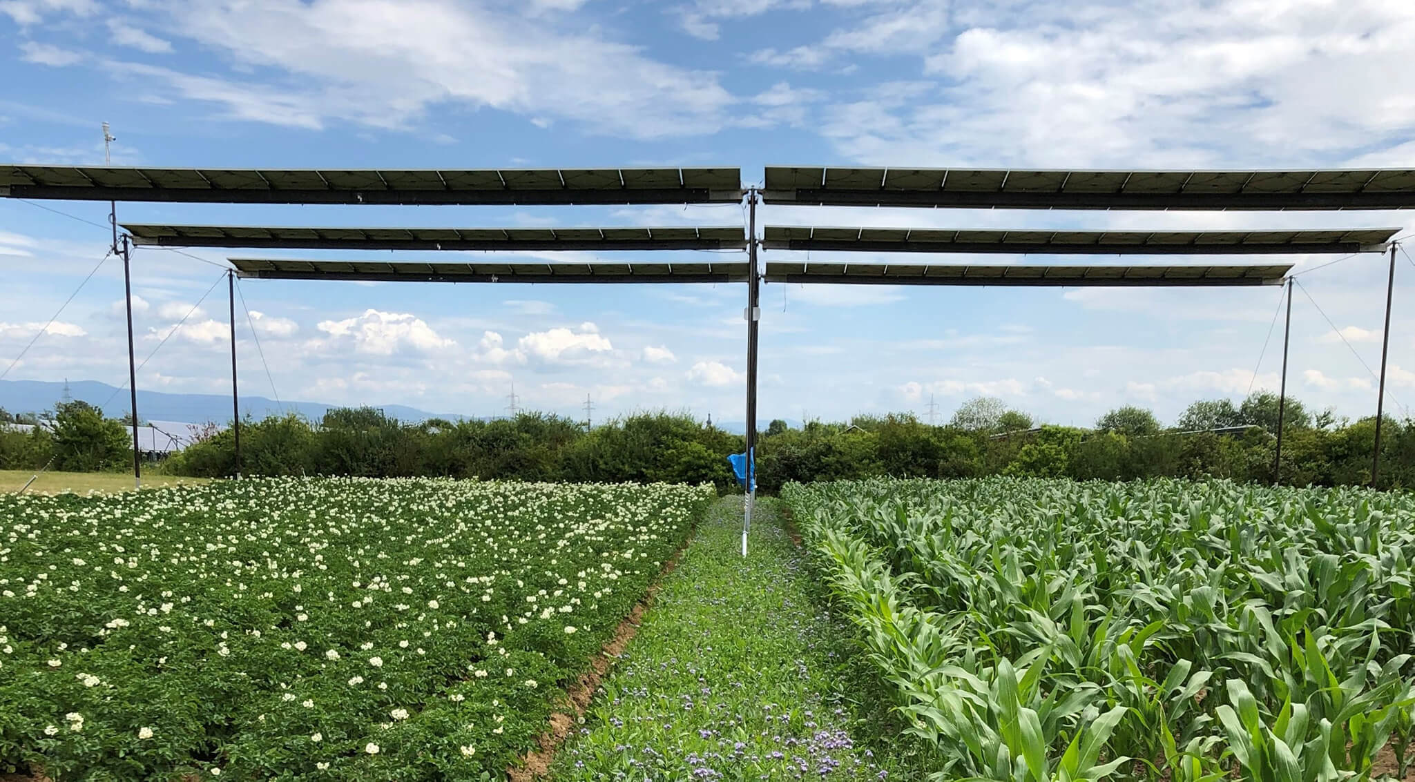 Potato and corn cultivation below the agrivoltaic prototype