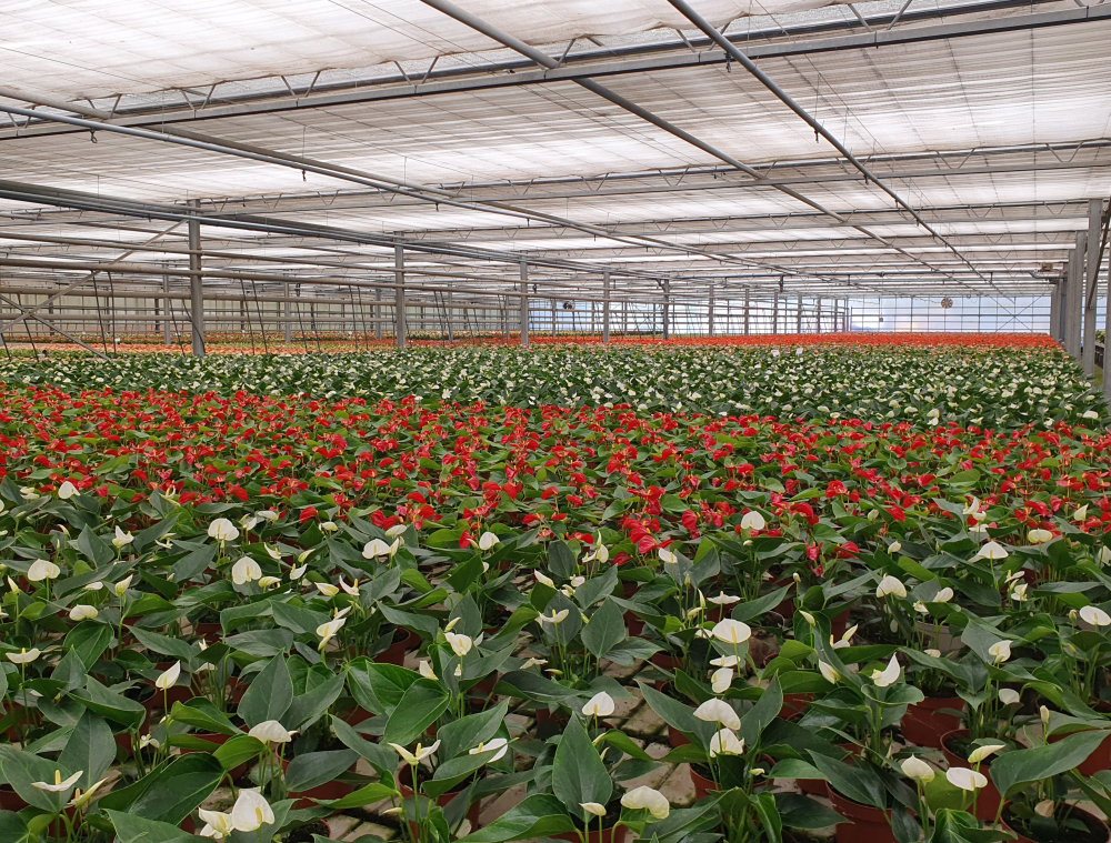 Typical horticultural business in Straelen.