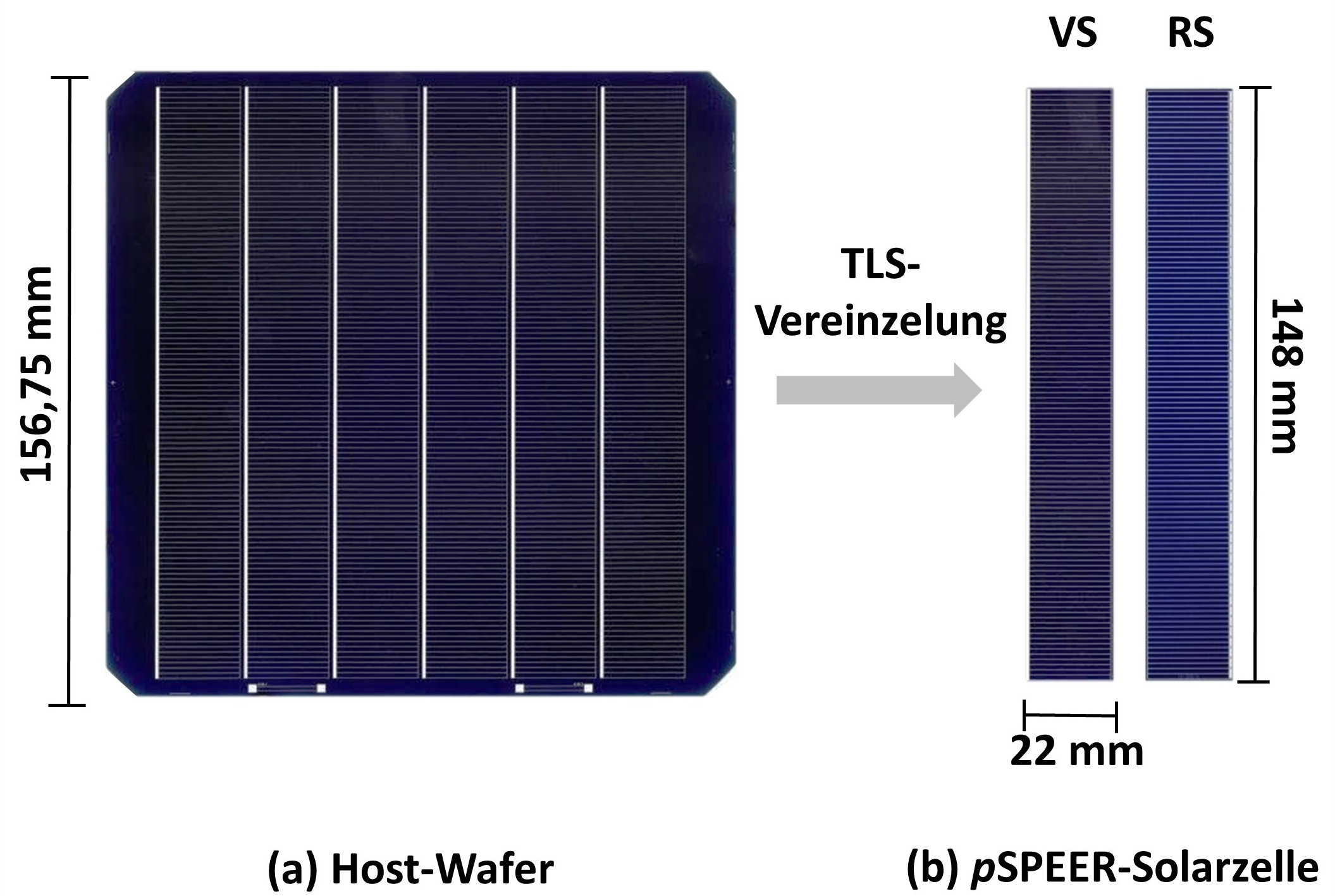 Scans of (a) a metallized 6-inch host wafer with metallization layout by means of which six shingle cells can be separated and (b) a separated pSPEER solar cell after TLS separation with the dimensions 22 mm × 148 mm (VS: front side; RS: back side).