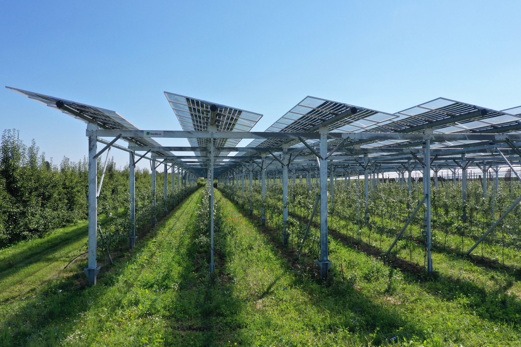 Agri-PV system over apple trees. The SynAgri project is investigating how there could soon be more of these installations over the next three years.
