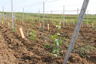 Young vines in viticulture.