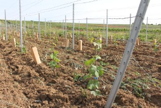 Young vines in viticulture.